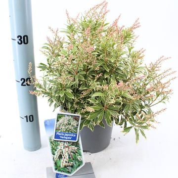 Pieris japonica 'Вариегата'