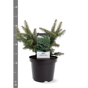 Abies balsamea 'Nana'