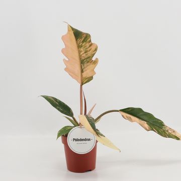 Philodendron 'Caramel Marble'