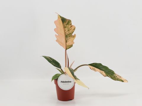 Philodendron 'Caramel Marble'