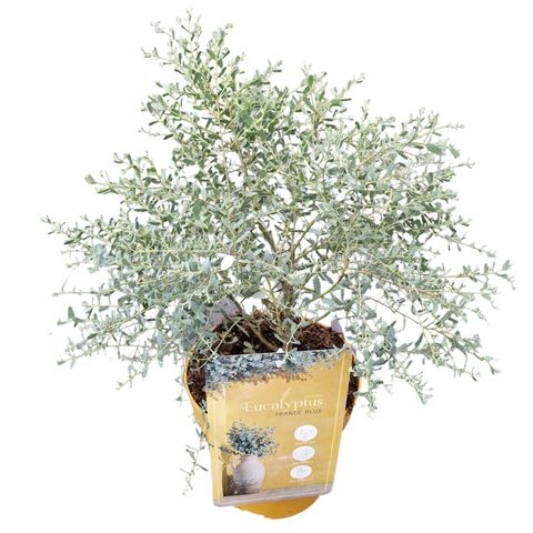 Eucalyptus gunnii FRANCE BLEU