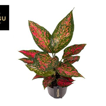 Aglaonema 'Strawberry Baby'