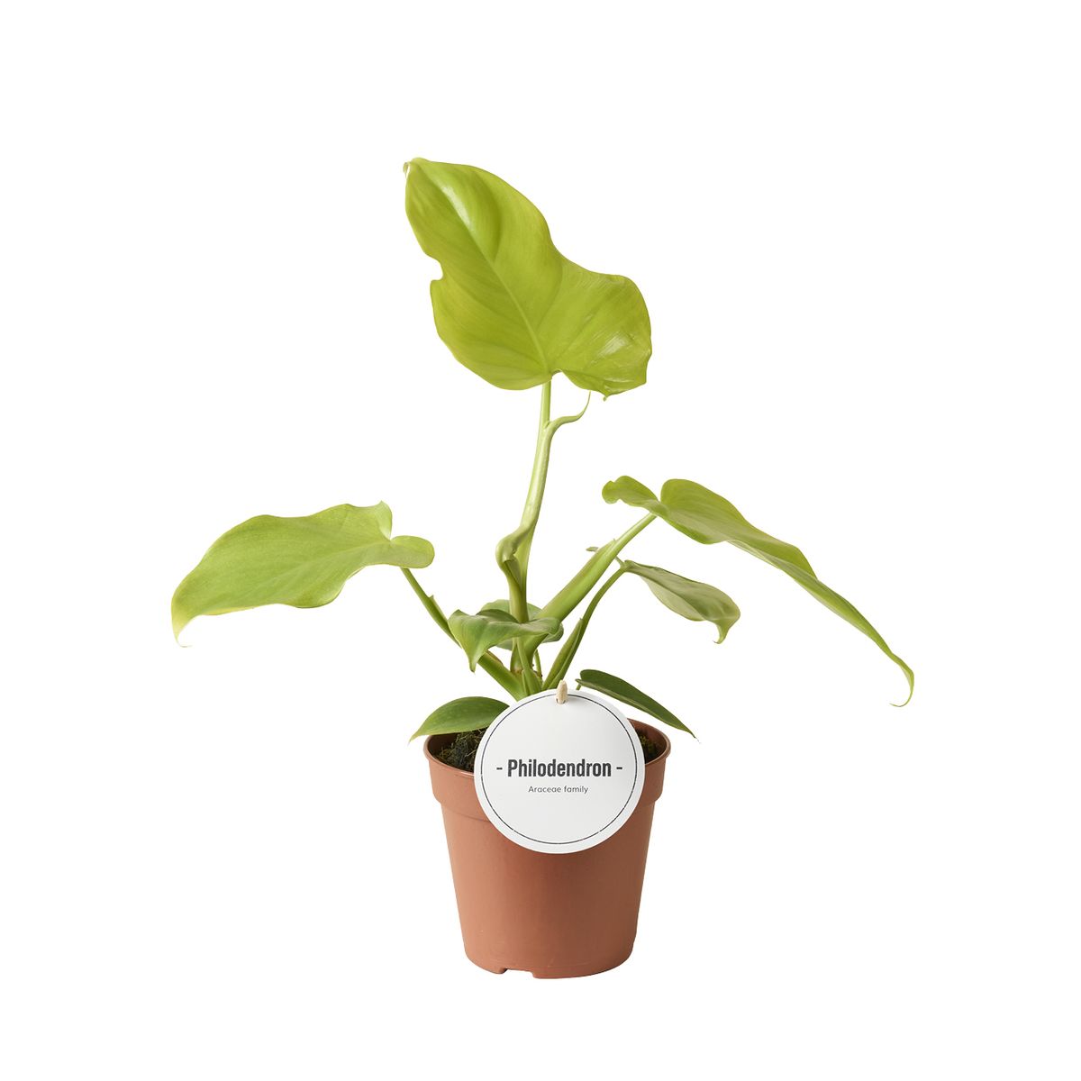 Philodendron bipennifolium 'Aurea'  Plant Wholesale FlorAccess
