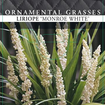 Liriope muscari 'Monroe White'