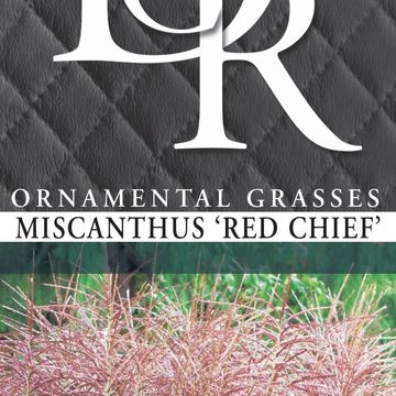 Miscanthus sinensis 'Red Chief'