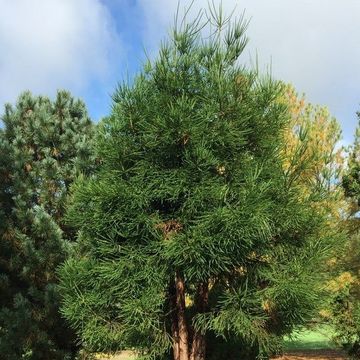 Cryptomeria japonica 'Dacrydioides'