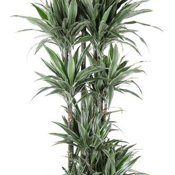 Dracaena fragrans 'Warneckei'