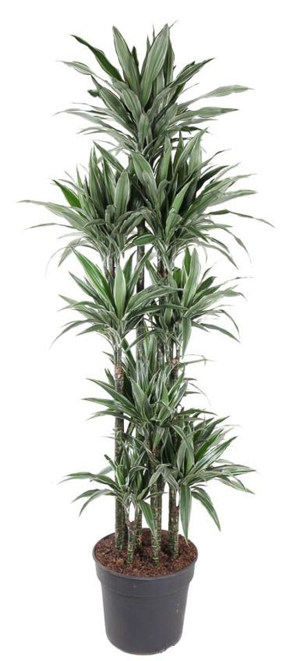 Dracaena fragrans 'Warneckei'