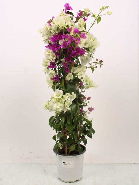 indoor plants stands Halstein main image 0