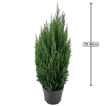 Juniperus chinensis 'Stricta'