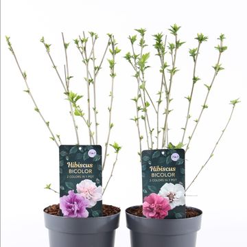 Hibiscus syriacus MIX IN POT