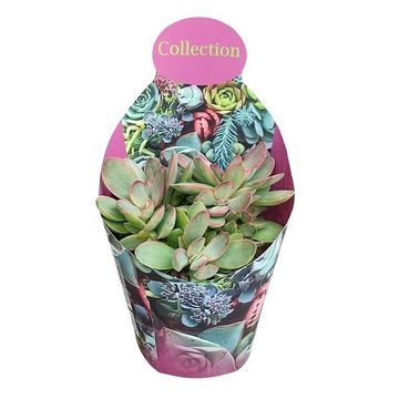 Crassula 'Moneymaker Variegata'