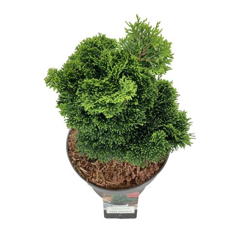 Chamaecyparis obtusa 'Nana Gracilis' — Plant Wholesale FlorAccess