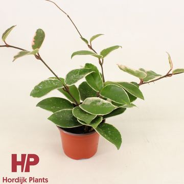 Hoya carnosa 'Krimson Queen Splash' Hoya carnosa 'Krimson Queen Splash'