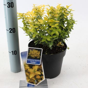 Euonymus fortunei GOLDY