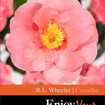 Camellia japonica 'R.L. Wheeler'