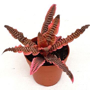 Cryptanthus 'Elaine'
