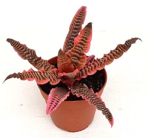 Cryptanthus 'Elaine'