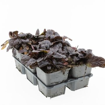 Ajuga reptans 'Atropurpurea'