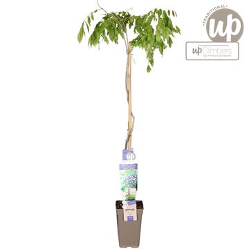 Wisteria floribunda 'Black Dragon'