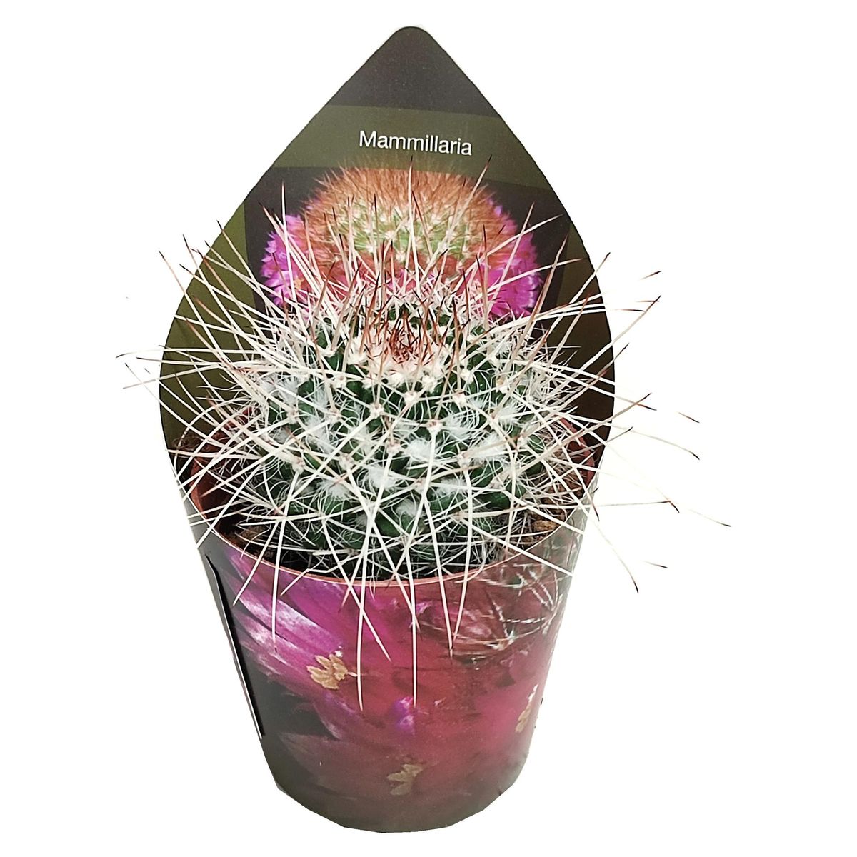 Mammillaria karwinskiana nejapensis  Plant Wholesale FlorAccess