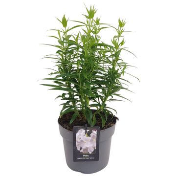 Phlox EARLY WHITE
