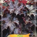 Heuchera micrantha 'Palace Purple'