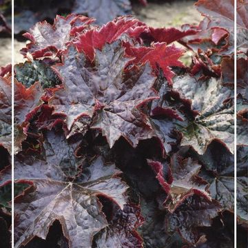 Heuchera micrantha 'Palace Purple'