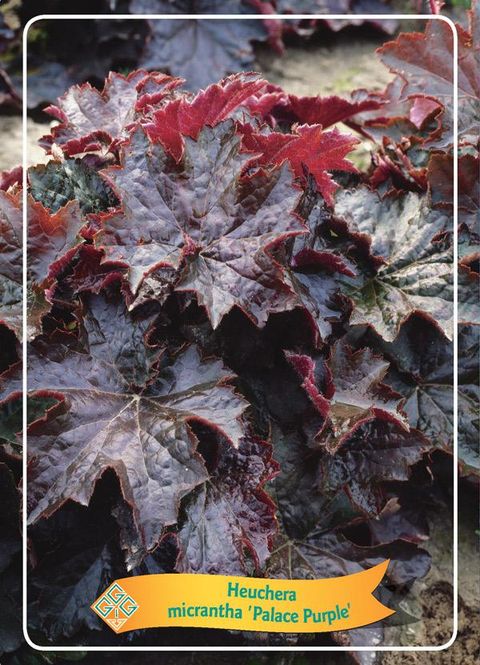 Heuchera micrantha 'Palace Purple'