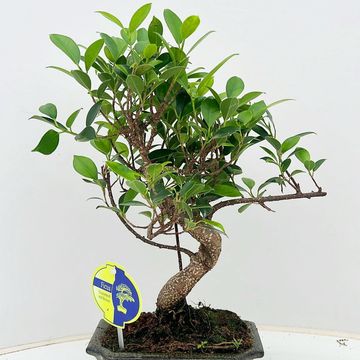 Ficus retusa