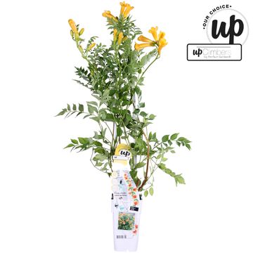 Campsis x tagliabuana GOLDEN TRUMPET