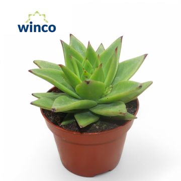 Echeveria agavoides 'Lipstick'