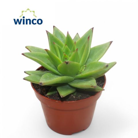 Echeveria agavoides 'Lipstick'