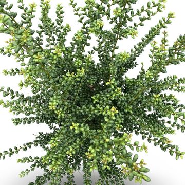 Ilex crenata 'Convexa'