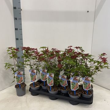 Acer palmatum 'Beni-maiko'