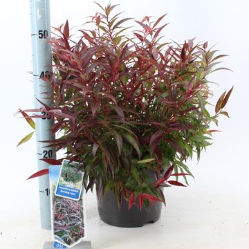 Leucothoe keiskei BURNING LOVE