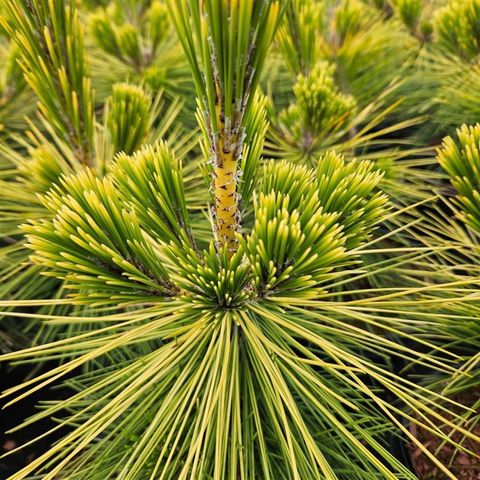 Pinus thunbergii 'Ogon'