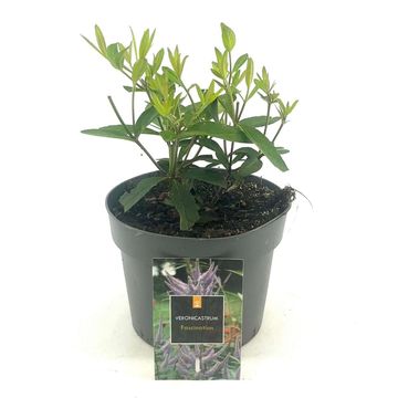 Veronicastrum virginicum 'Fascination'