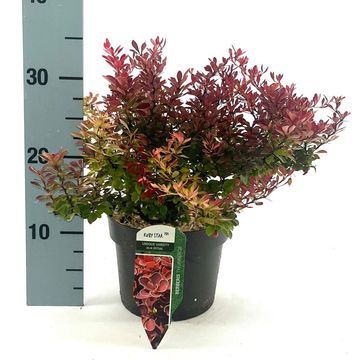 Berberis thunbergii 'Ruby Star'