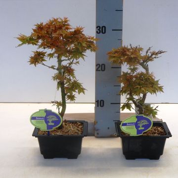 Acer palmatum 'Kotohime'