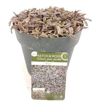 Leptinella squalida 'Platt's Black'