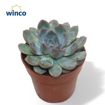 Echeveria pulidonis