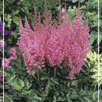 Astilbe chinensis 'Vision in Pink'