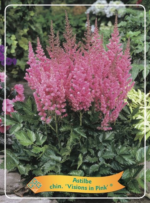 Astilbe chinensis 'Vision in Pink'