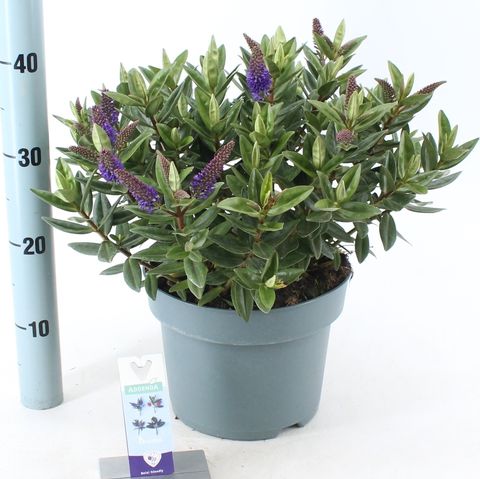 Hebe HEBEDONNA BRITTA