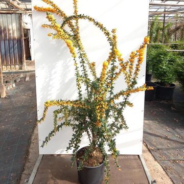 Berberis x lologensis 'Apricot Queen'