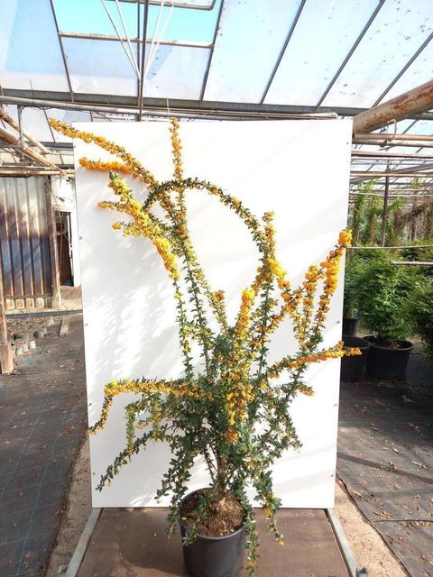 Berberis x lologensis 'Apricot Queen'