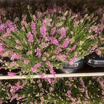 Erica spiculifolia