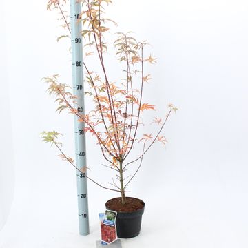 Acer palmatum 'Jerre Schwartz'