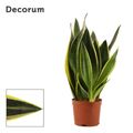Sansevieria 'Canary'